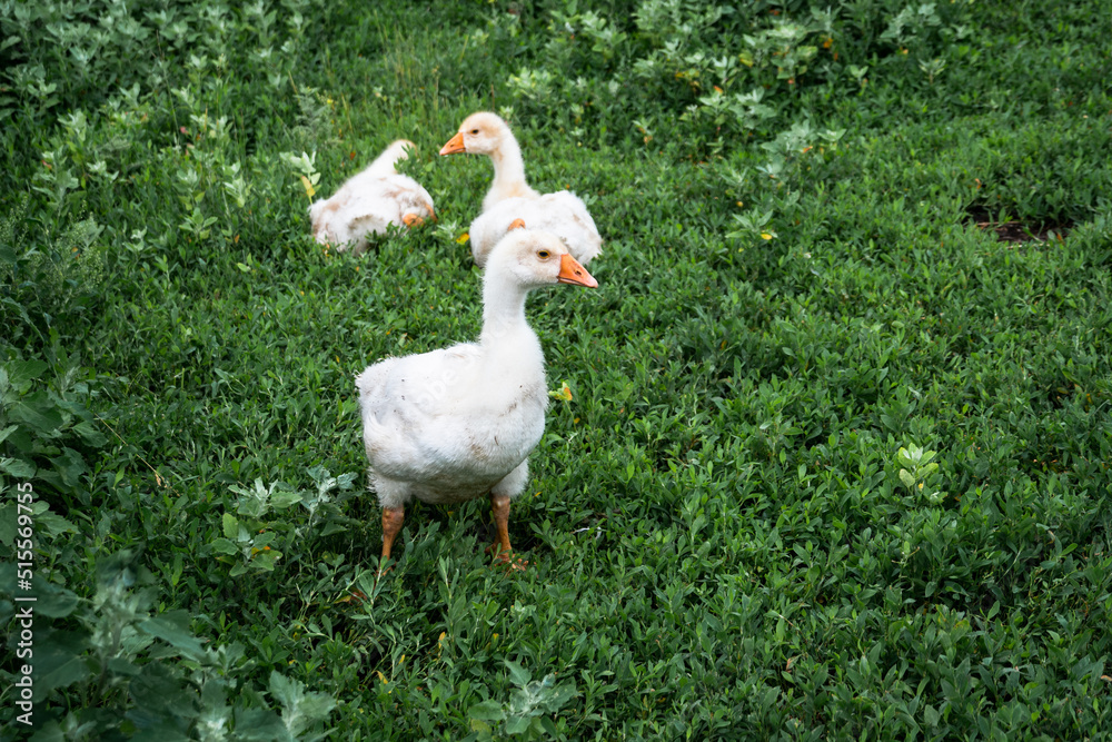 Obraz premium white geese on green grass in a rustic garden
