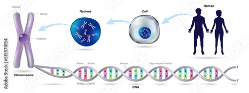 DNA double helix. The diagram shows the structure of  human cell, nucleus, chromosome and DNA (Deoxyribonucleic Acid). Vector for scientific study. photo
