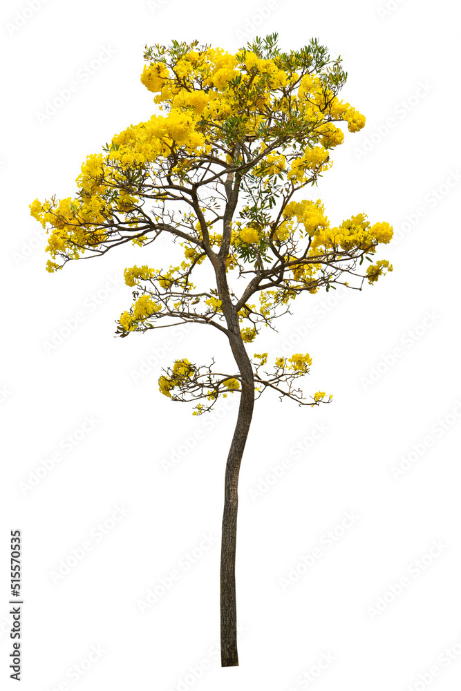 Handroanthus chrysanthus yellow flower with white background. garden, decoretive, environment, flower, tree, park, plant, landscaping
