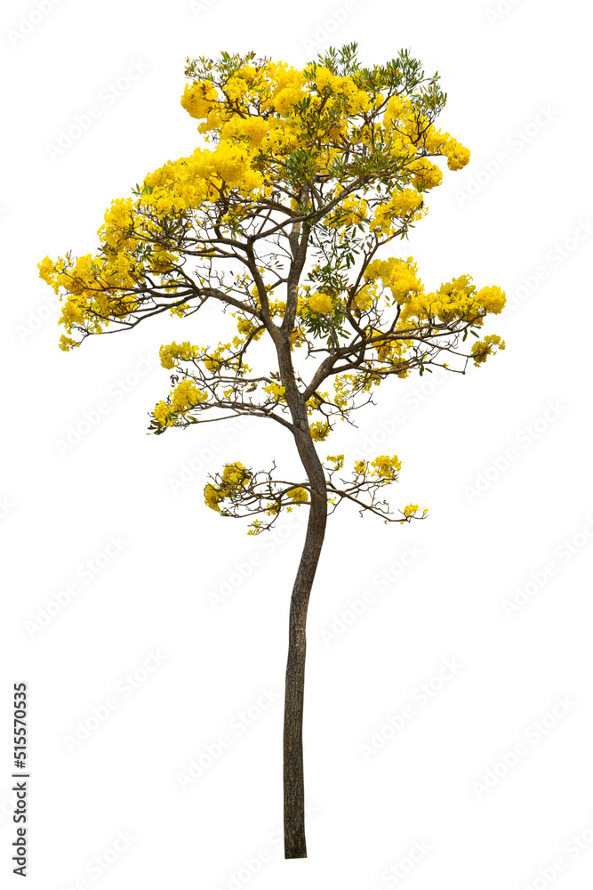 Handroanthus chrysanthus yellow flower with white background. garden, decoretive, environment, flower, tree, park, plant, landscaping Handroanthus chrysanthus yellow flower with white background. garden, decoretive, environment, flower, tree, park, plant, landscaping