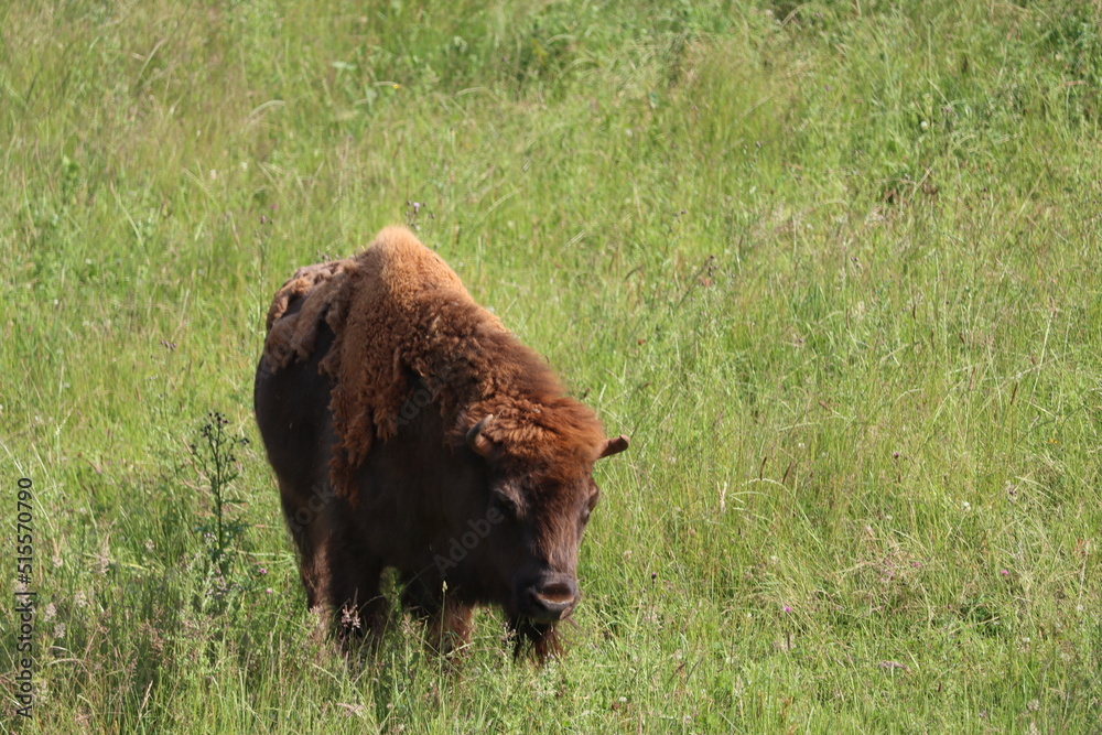 Fototapeta premium beautiful European bison almost extinct and recovered eating grass