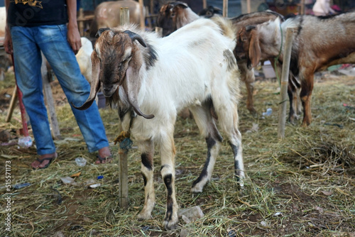 Goat/lamb ( kambing ) in animal markets to prepare sacrifices on Eid al-Adha. © Daniel Pawer