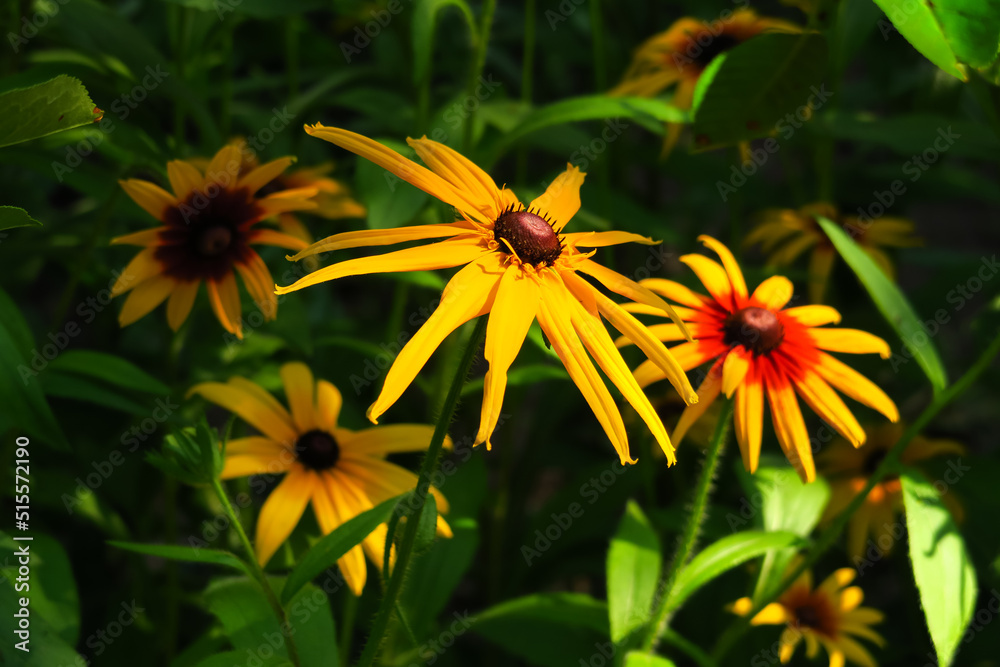 yellow garden chamomile grows on a background of green leaves in the garden yellow garden chamomile grows on a background of green leaves in the garden