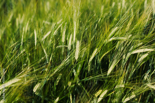 Close-up of a green ear of wheat that begins to ripen in the sun on the field. The global food crisis