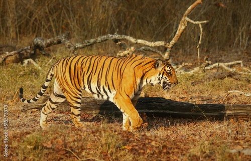 Royal bengol tiger in it's natural habitat. Images were taken in the Kabini area of Nagarahole national park in Karnataka, India during my safari. 