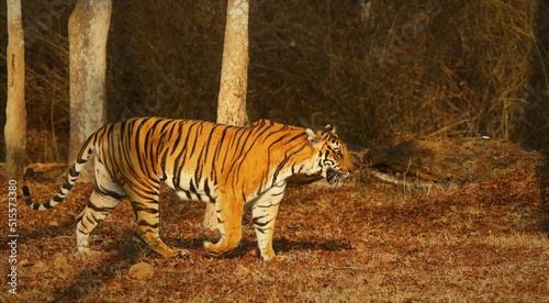 Royal bengol tiger in it s natural habitat. Images were taken in the Kabini area of Nagarahole national park in Karnataka  India during my safari. 