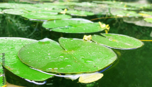 Fototapeta Naklejka Na Ścianę i Meble -  water lily in the pond