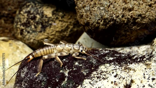 Golden Stonefly Nymph Clinging to a Rock in a Trout Stream - wide view photo