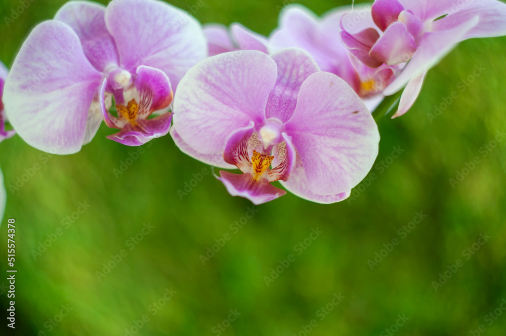 a beautiful tropical pink phalaenopsis orchid a beautiful tropical pink phalaenopsis orchid