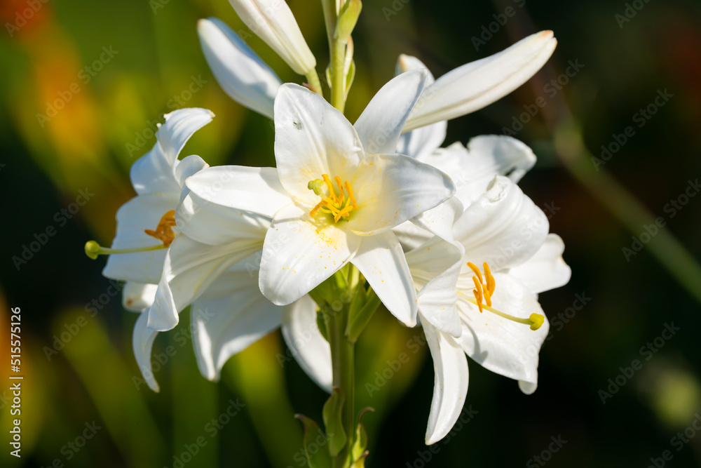 White lily (Lilium candidum) lit by the sun. Close up photo.