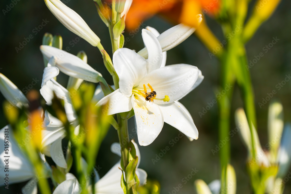 Fototapeta premium White lily (Lilium candidum) lit by the sun. Close up photo.