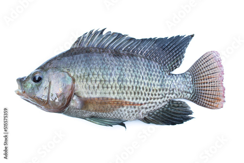 Nile tilapia isolated on white background.Freshwater fish.
