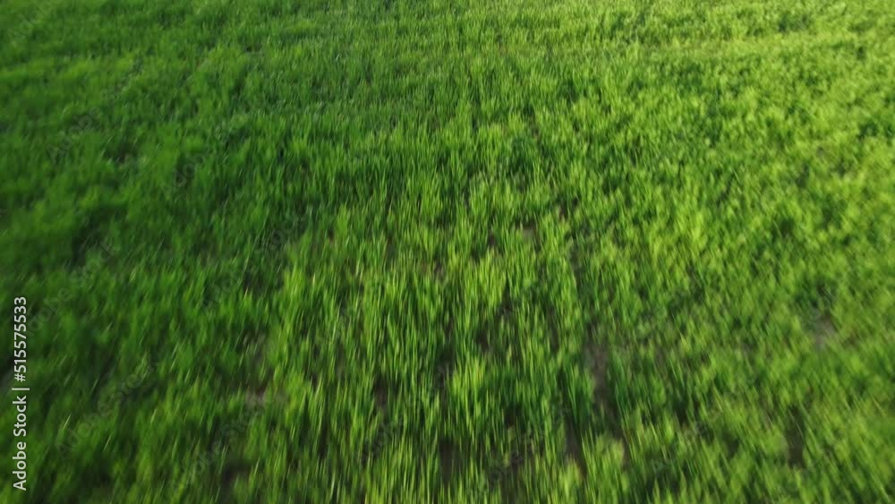 Aerial view on green wheat field in countryside. Field of wheat blowing in the wind on sunset. Young and green Spikelets. Ears of barley crop in nature. Agronomy, industry and food production. Aerial view on green wheat field in countryside. Field of wheat blowing in the wind on sunset. Young and green Spikelets. Ears of barley crop in nature. Agronomy, industry and food production.