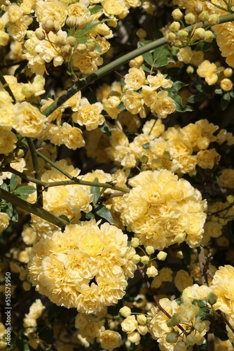 Dreamy exemplary of Yellow Rosa Banksiae