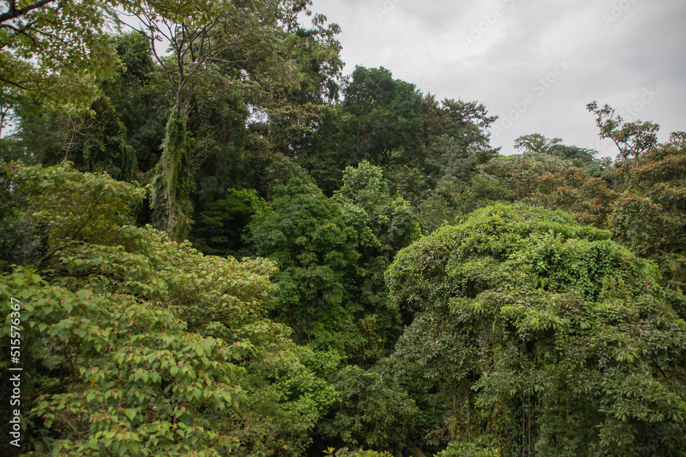 Green vegetation in the rainy season in Costa Rica.