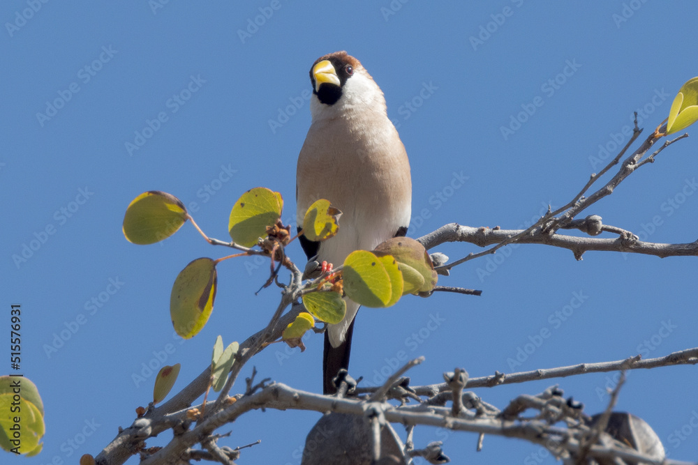 Masked Finch in Queensland Australia Masked Finch in Queensland Australia