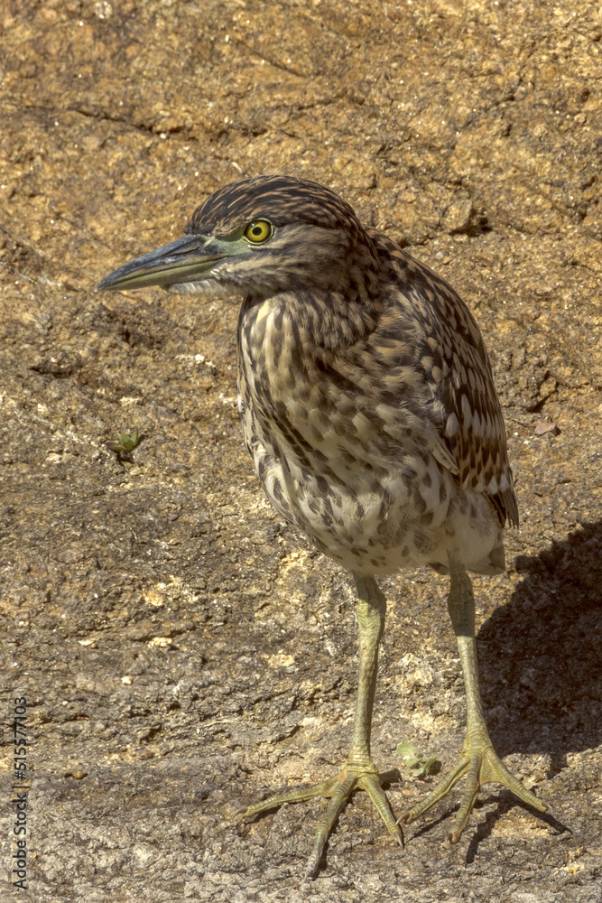 Juvenile Nankeen Night Heron in Queensland Australia Juvenile Nankeen Night Heron in Queensland Australia
