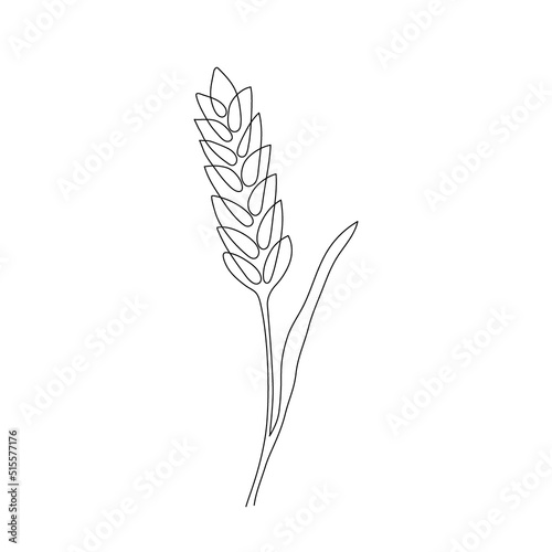 Wheat grain ear, nature bread, one single continuous art line drawing. Linear sketch of wheat, rice, corn, oat ear and grain. Outline spica plant for agriculture, cereal products, bakery. Vector photo