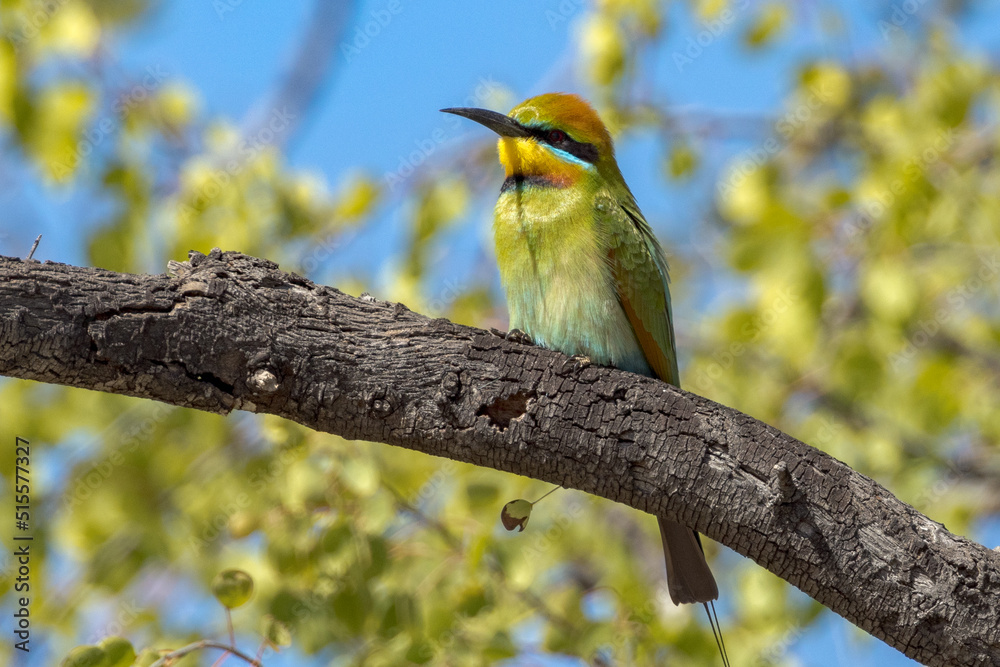 Rainbow Bee-eater in Queensland Australia