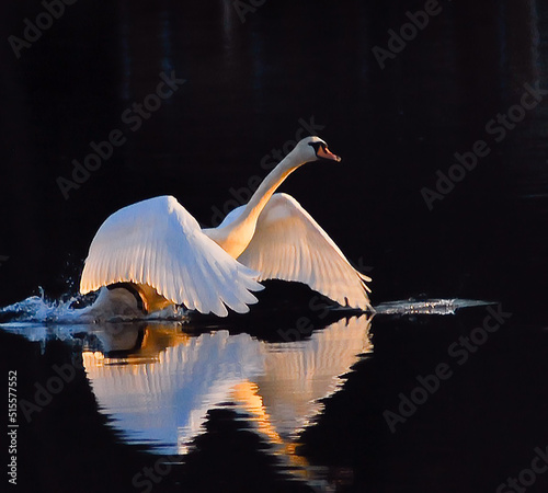 Fototapeta Naklejka Na Ścianę i Meble -  The grace this one