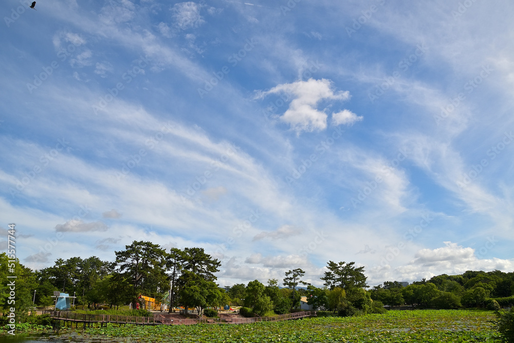 Obraz premium 夏空の低層、中層、高層にそれぞれ違う形の雲が浮かんでいる公園の風景