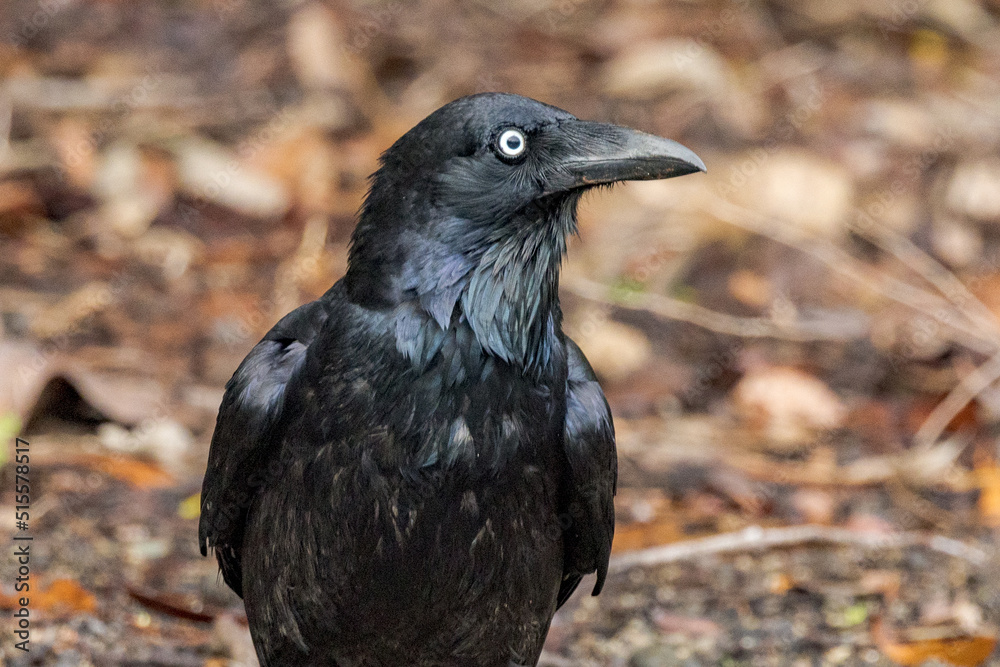 Torresian Crow in Queensland Australia Torresian Crow in Queensland Australia