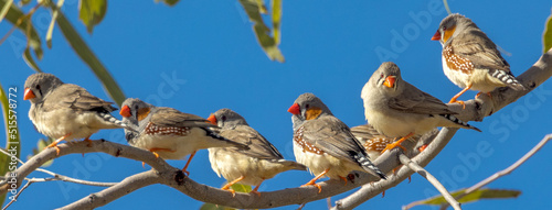 Fotografía Zebra Finch in Queensland Australia