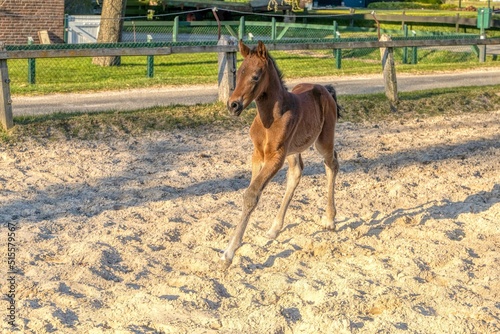 Dark brown foal rears up and gallops in the outdoor arena. Having fun in the sun, one week old. wooden fence and grass. animal themes, newborn