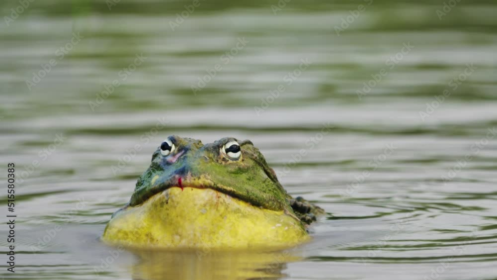 Male African Giant Bullfrog Calling In A Pond In Central Kalahari Game Reserve - close up Male African Giant Bullfrog Calling In A Pond In Central Kalahari Game Reserve - close up