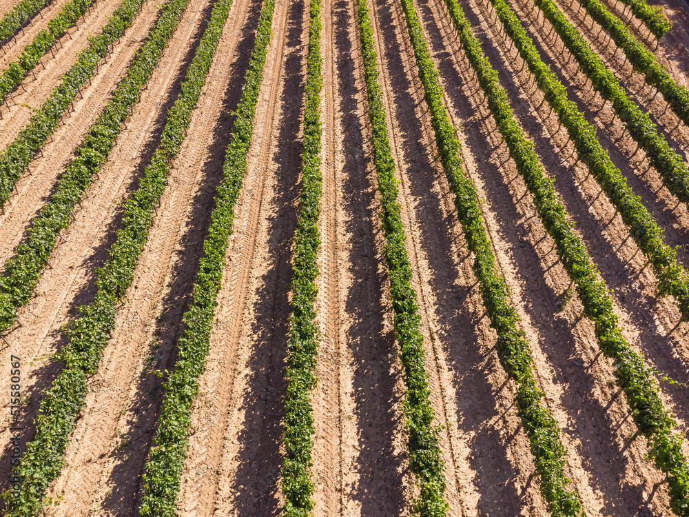 Vineyard. Aerial view Vineyard. Aerial view