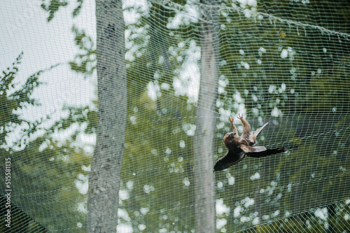 Hawk in the forest, mesh in the background. Bird of prey from the hawk family