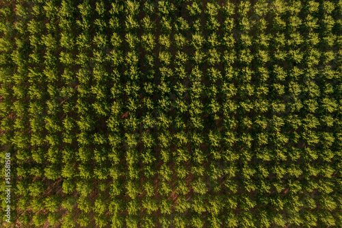 Quadro em tela poplars aerial view in the countryside