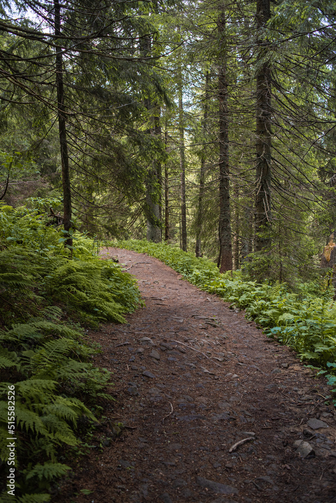 Beautiful autumn forest mountain path at sunset. Tourism hiking. National nature park