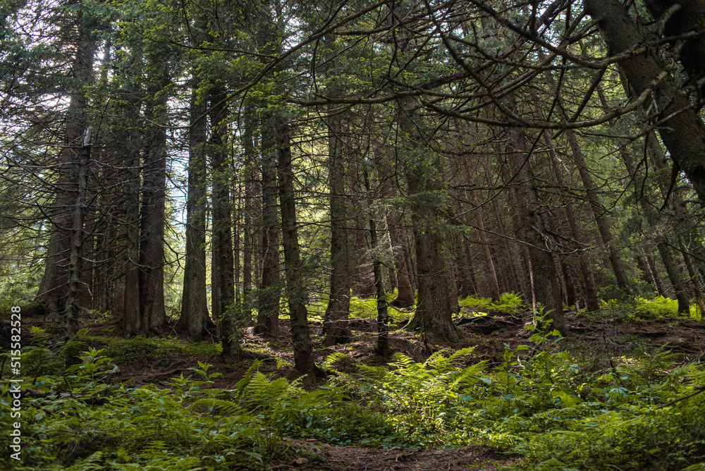 Obraz premium Early morning sun in the green forest