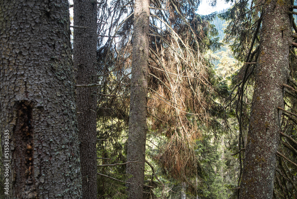 Fototapeta premium Beautiful autumn forest mountain path at sunset. Tourism hiking. National nature park