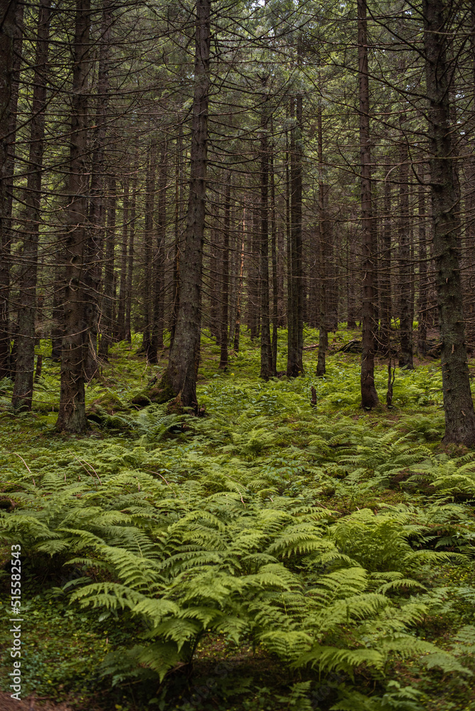Fototapeta premium Beautiful autumn forest mountain path at sunset. Tourism hiking. National nature park
