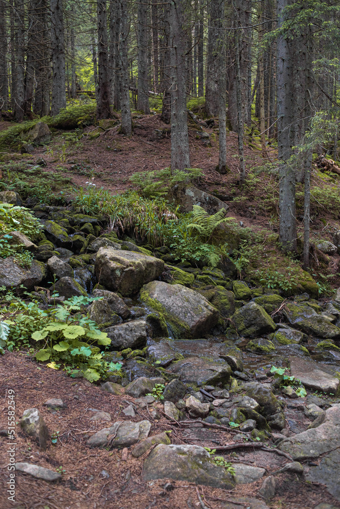 Coniferous forest in national park, landscape in summer Coniferous forest in national park, landscape in summer