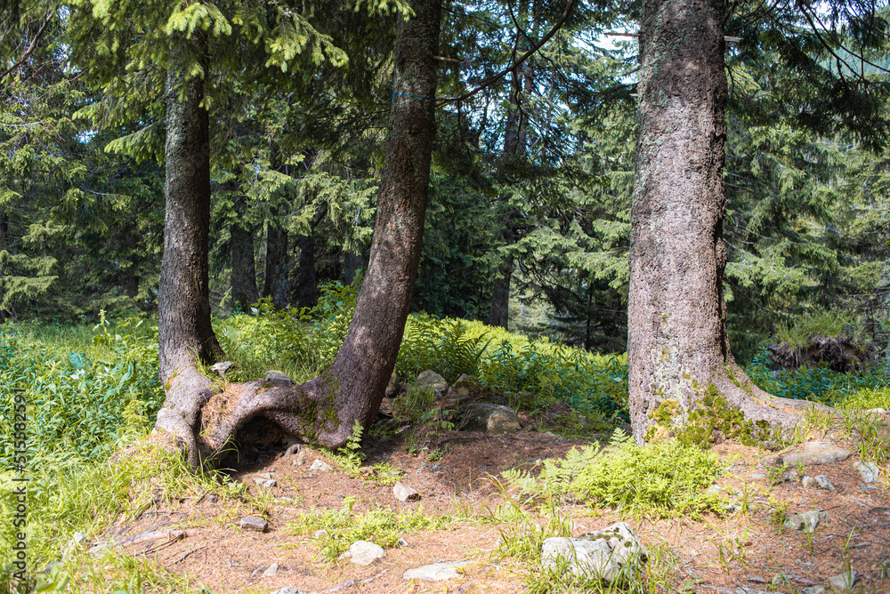Beautiful autumn forest mountain path at sunset. Tourism hiking. National nature park