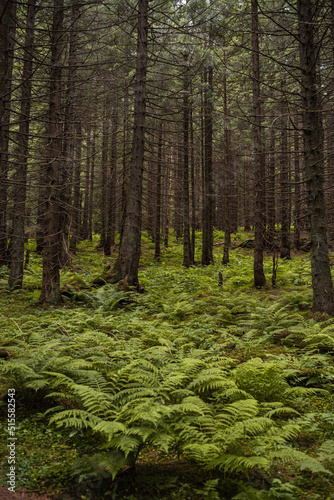 Beautiful autumn forest mountain path at sunset. Tourism hiking. National nature park