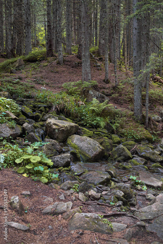 Coniferous forest in national park, landscape in summer