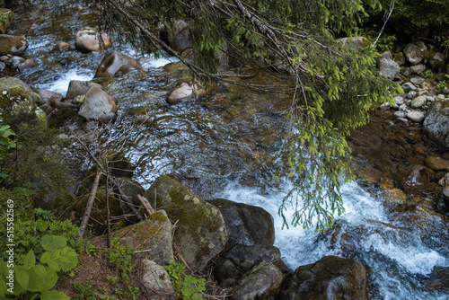 Coniferous forest in national park  landscape in summer