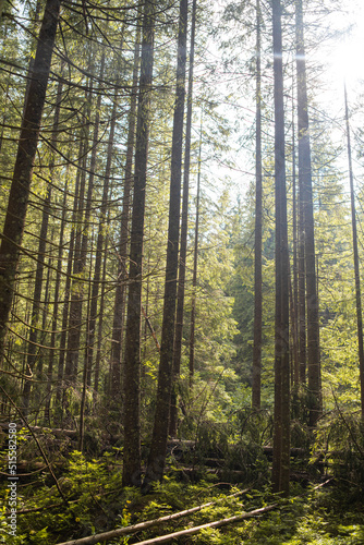 Beautiful autumn forest mountain path at sunset. Tourism hiking. National nature park © alipko