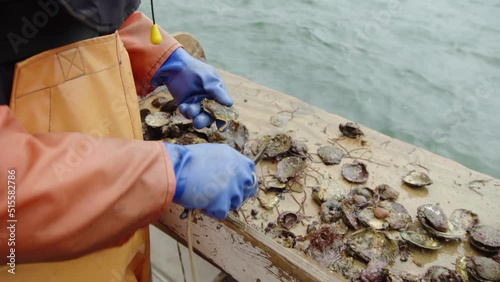 Sorting through the scallop catch