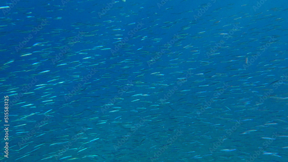 Massive shoal of Blue sprat, Delicate round herring or blueback sprat (Spratelloides delicatulus). Massive school of small fish swims in the blue water in sunrays. Red sea, Egypt