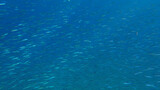 Massive shoal of Blue sprat, Delicate round herring or blueback sprat (Spratelloides delicatulus). Massive school of small fish swims in the blue water in sunrays. Red sea, Egypt