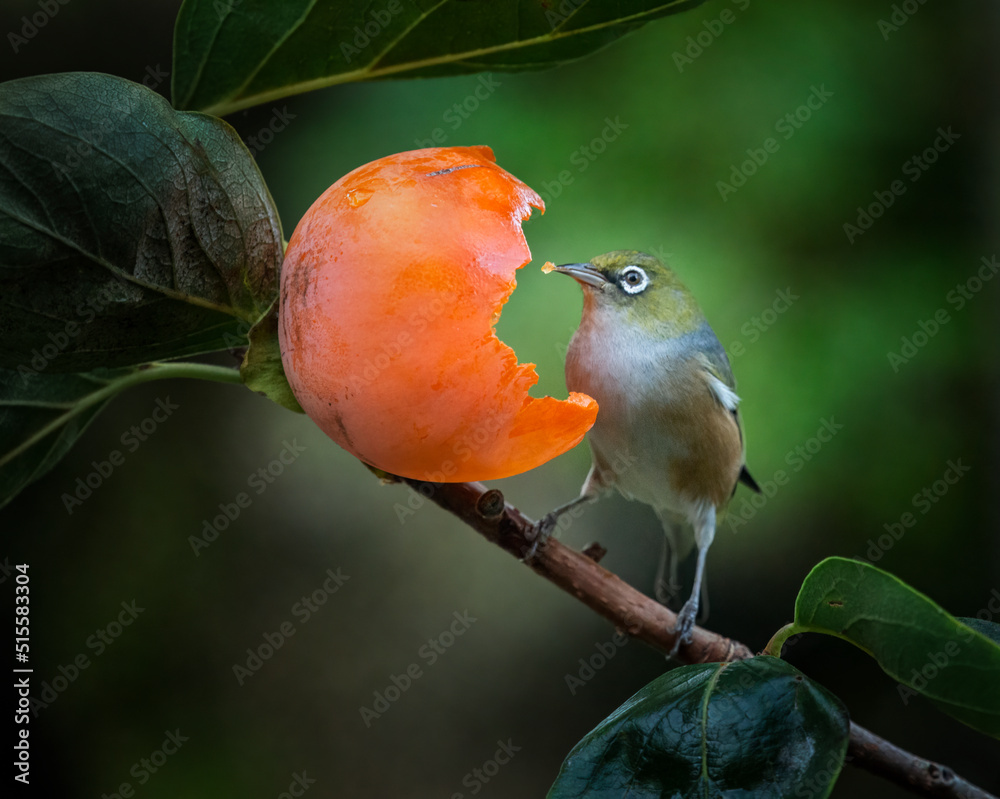 Silvereye or wax-eye bird eating persimmon with fruit on its beak. 스톡