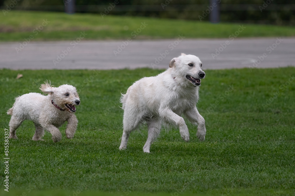 Two white dogs playing on green grass in a park, Auckland