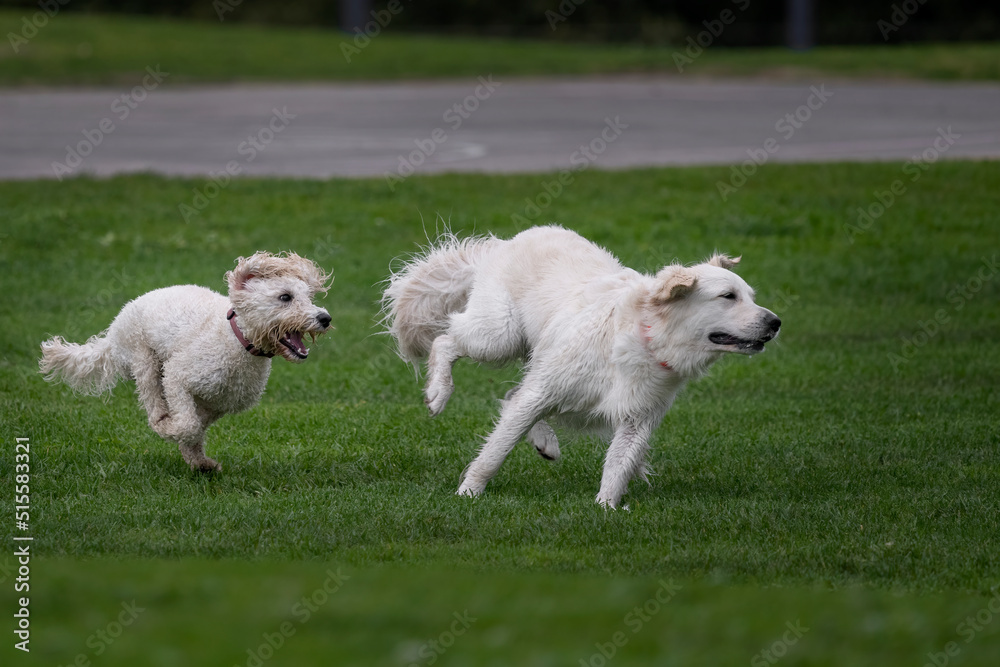 Two white dogs chasing each other on green grass in a park, Auckland