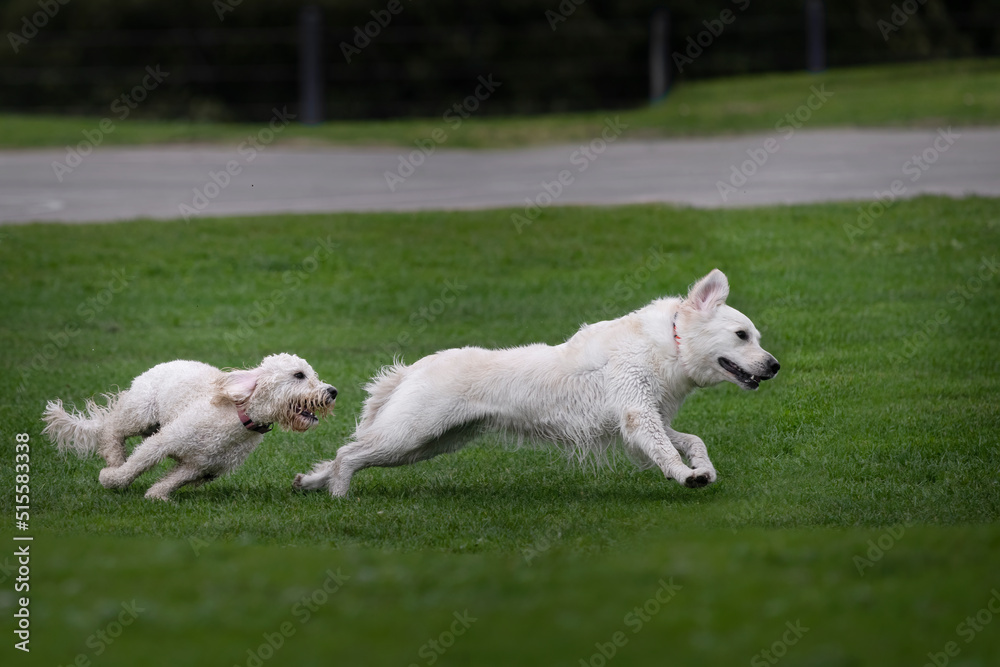 Two white dogs running on green grass in a park. Two white dogs running on green grass in a park.