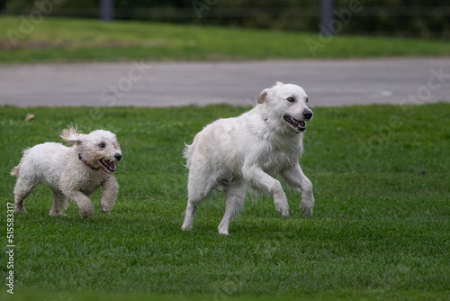 Two white dogs playing on green grass in a park, Auckland